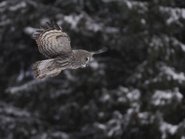 Lapinpöllö, Great Grey Owl, Strix nebulosa